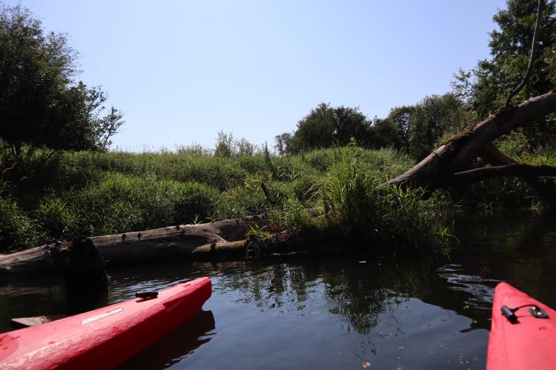 Naturalna przeszkoda na Czarnej Nidzie 